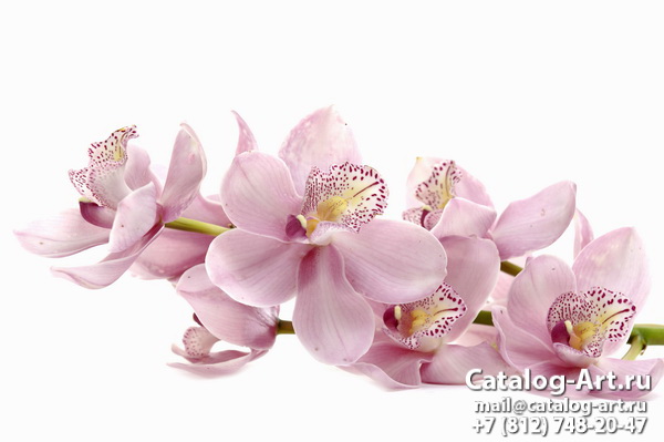 Pink orchids 96
